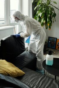 bed bug removal